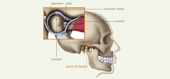 tmj-dysfunction-south-city-physiotherapy